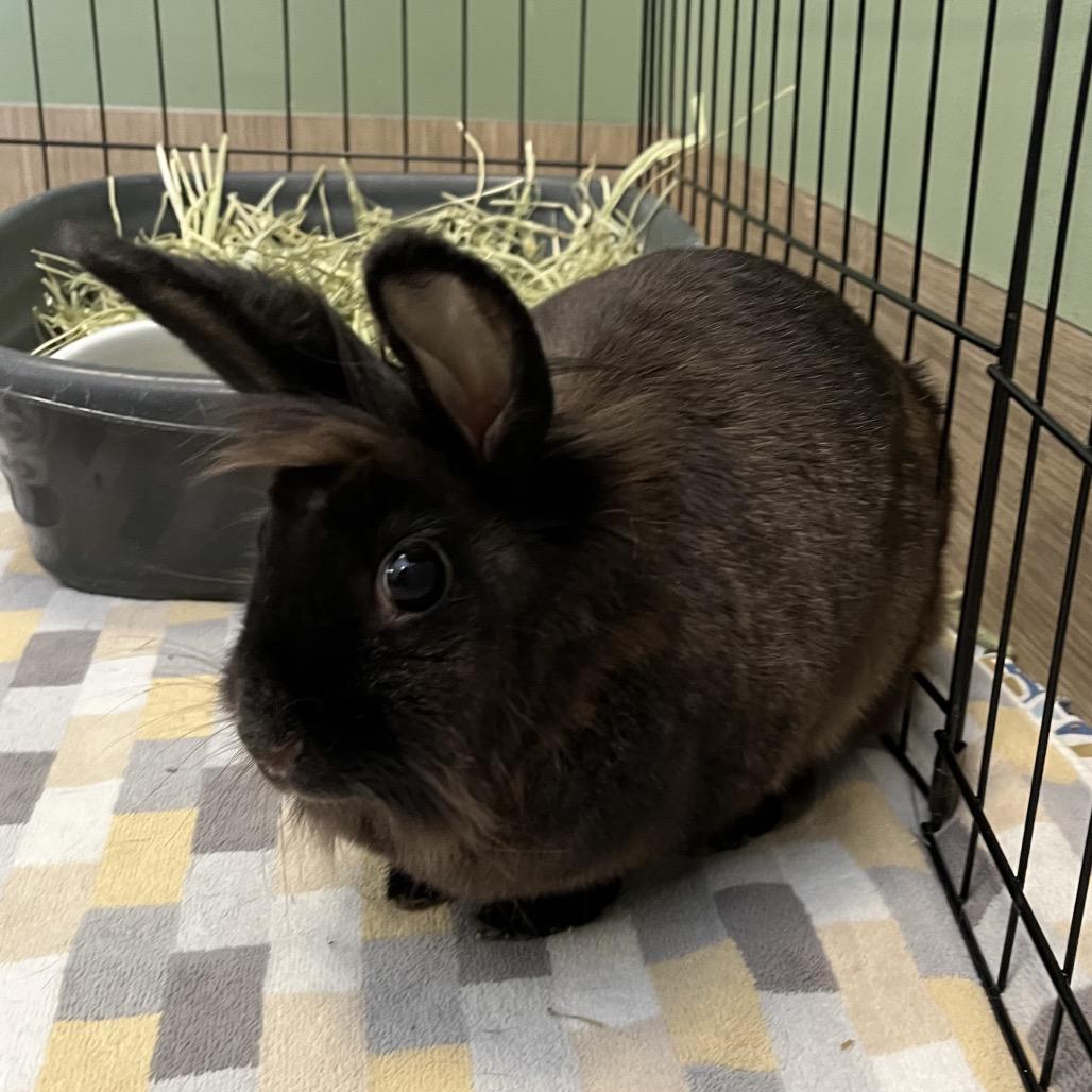 Enlarge BunBun, a Adoptable Lionhead in Bedford, NH image 1/5