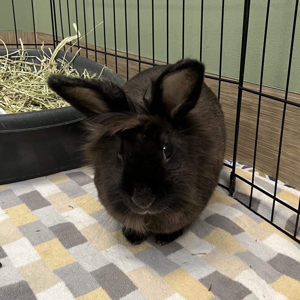 Enlarge BunBun, a Adoptable Lionhead in Bedford, NH image 2/5