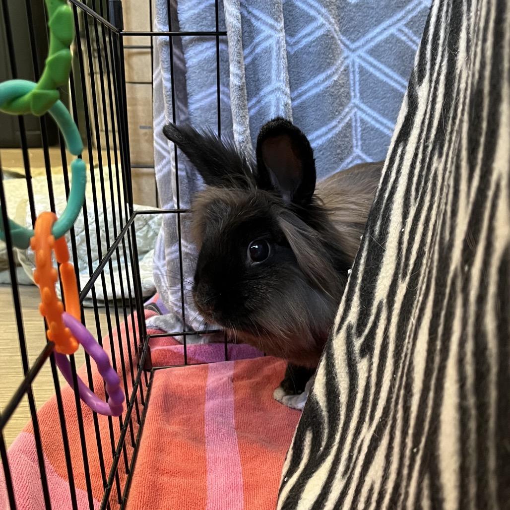 BunBun, Adoptable, Adult Female Lionhead.