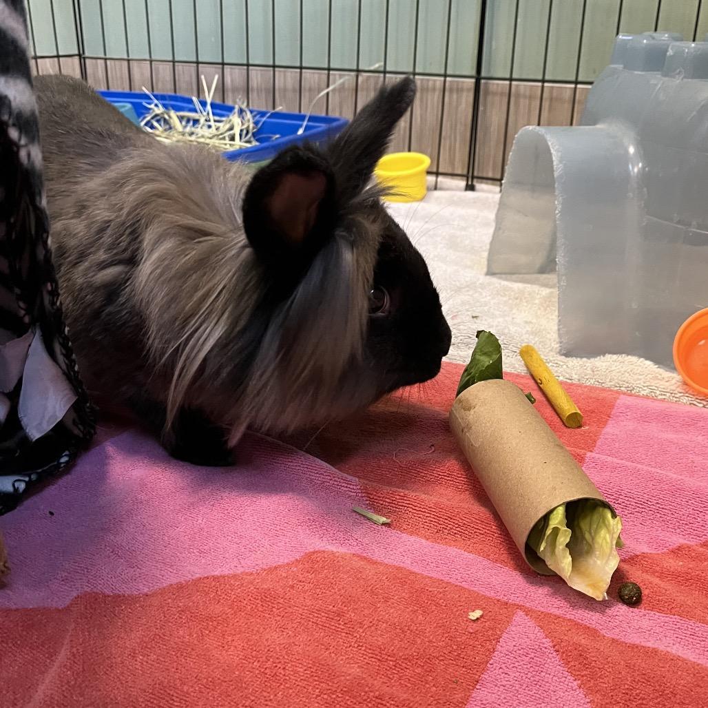 BunBun, a Adoptable Lionhead in Bedford, NH image 2/5