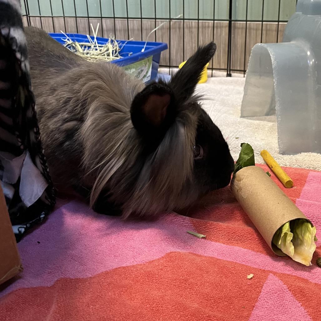 BunBun, a Adoptable Lionhead in Bedford, NH image 3/5