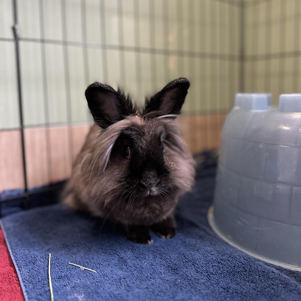 Enlarge BunBun, a Adoptable Lionhead in Bedford, NH image 3/4