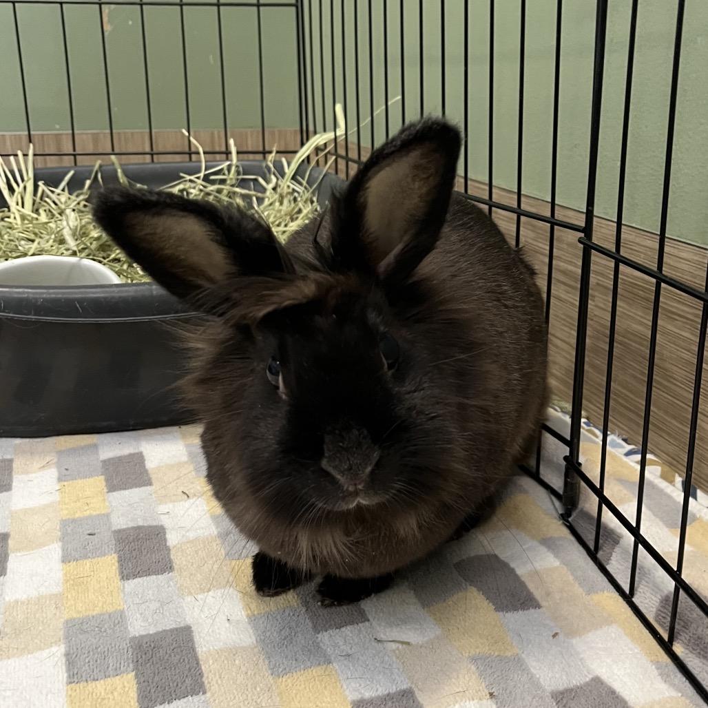 Enlarge BunBun, a Adoptable Lionhead in Bedford, NH image 3/5