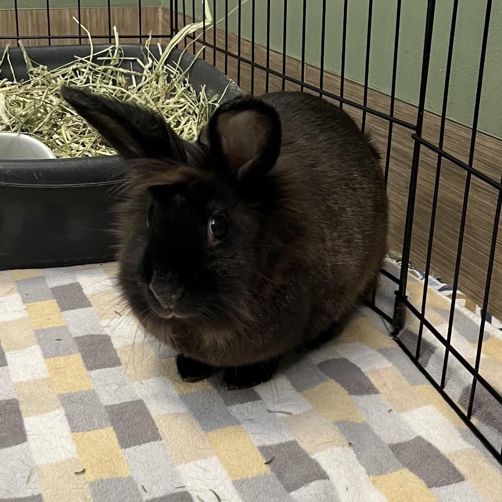 Enlarge BunBun, a Adoptable Lionhead in Bedford, NH image 4/5