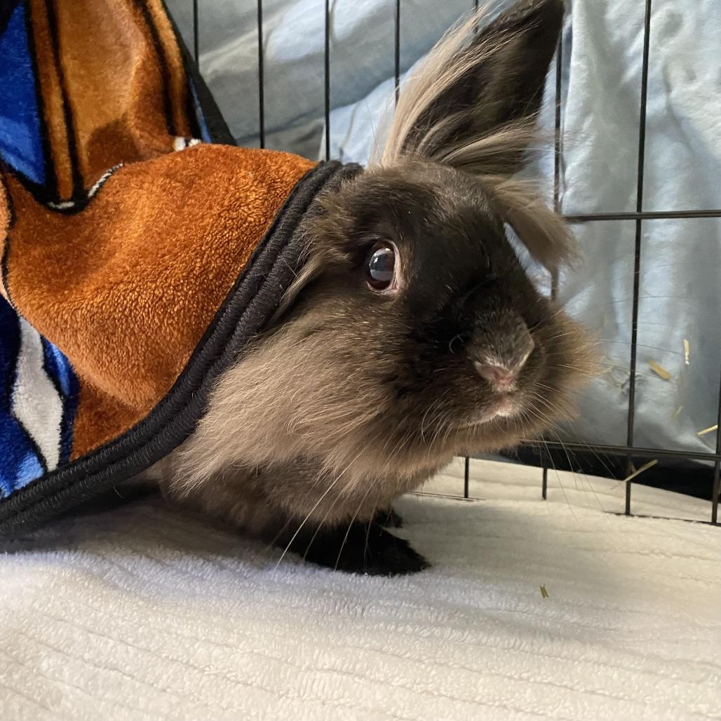 BunBun, a Adoptable Lionhead in Bedford, NH image 4/5