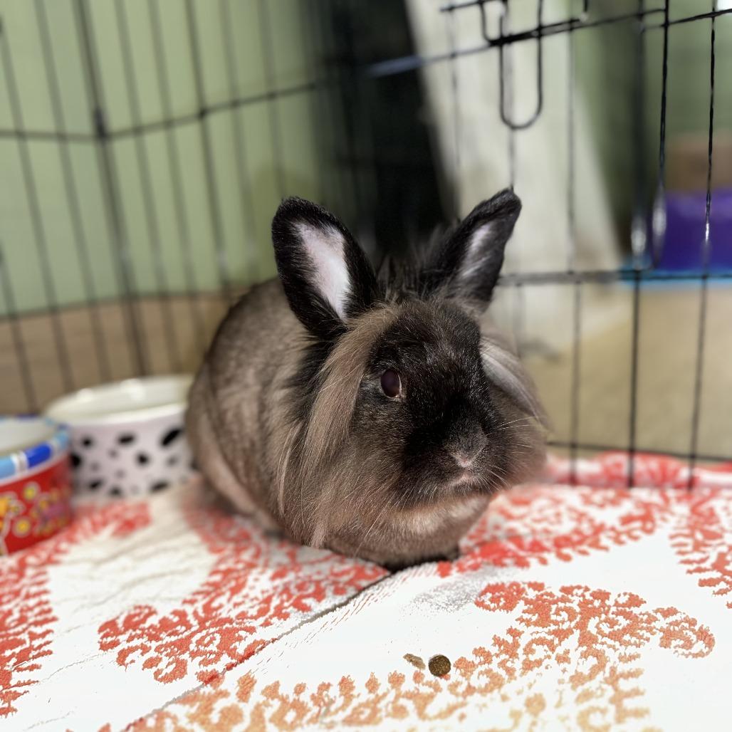BunBun, a Adoptable Lionhead in Bedford, NH image 5/5