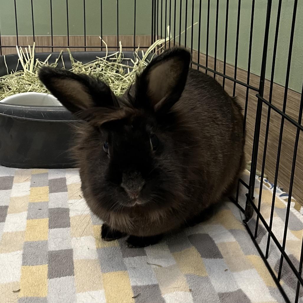 Enlarge BunBun, a Adoptable Lionhead in Bedford, NH image 5/5
