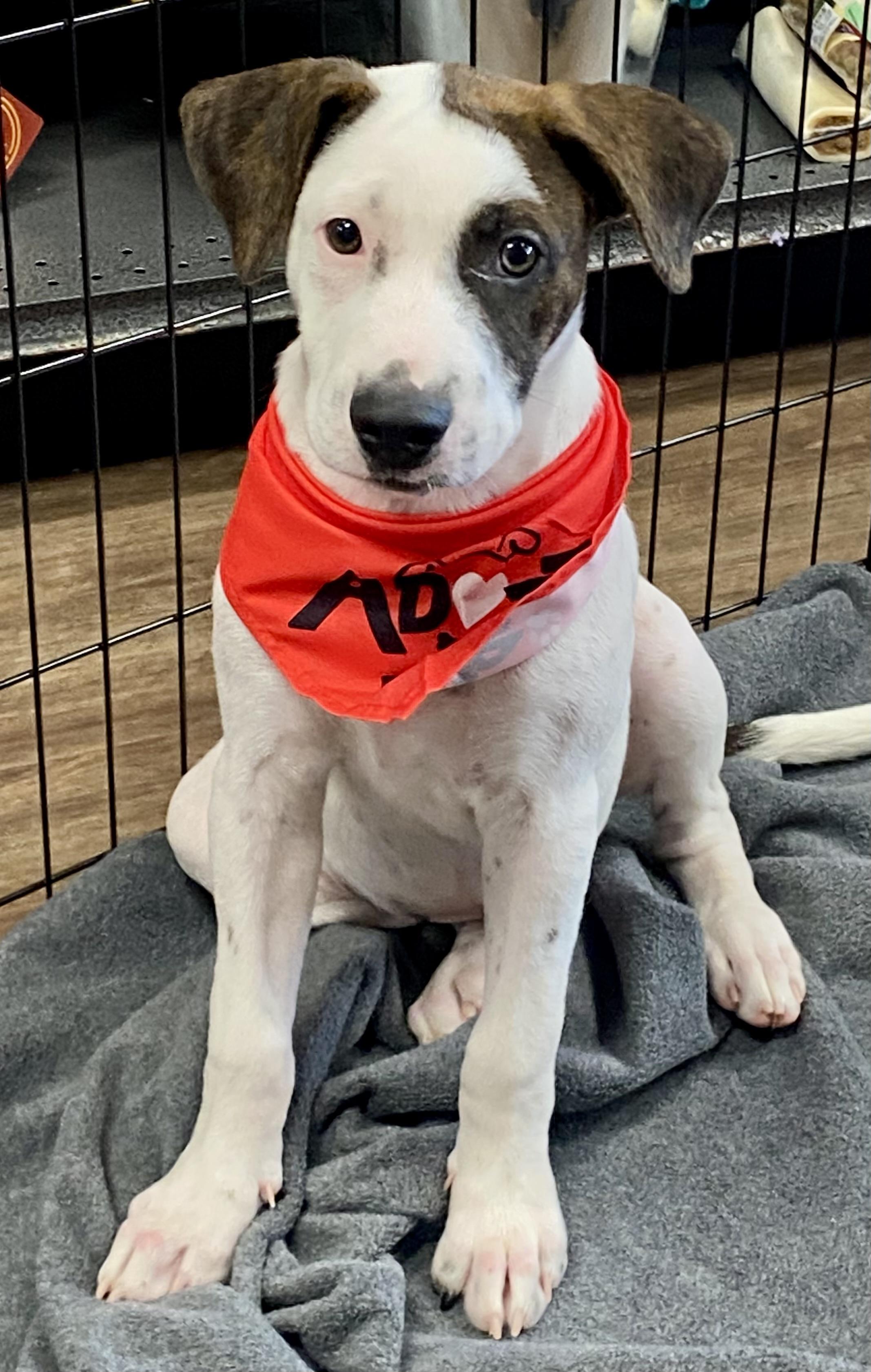 Enlarge Cairo, a Adoptable mixed breed in Clive, IA image 5/6