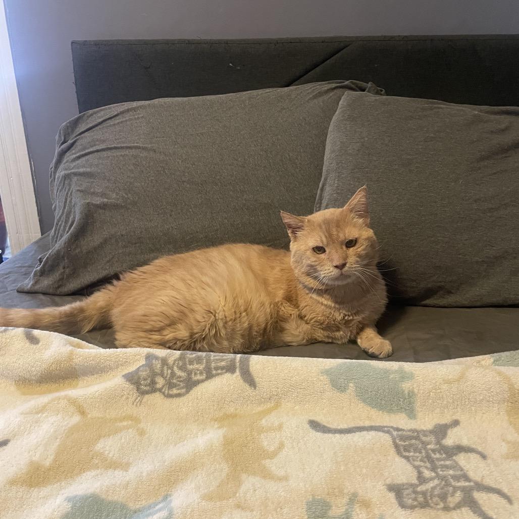 Jerry Junior, Adoptable, Senior Male Domestic Short Hair.