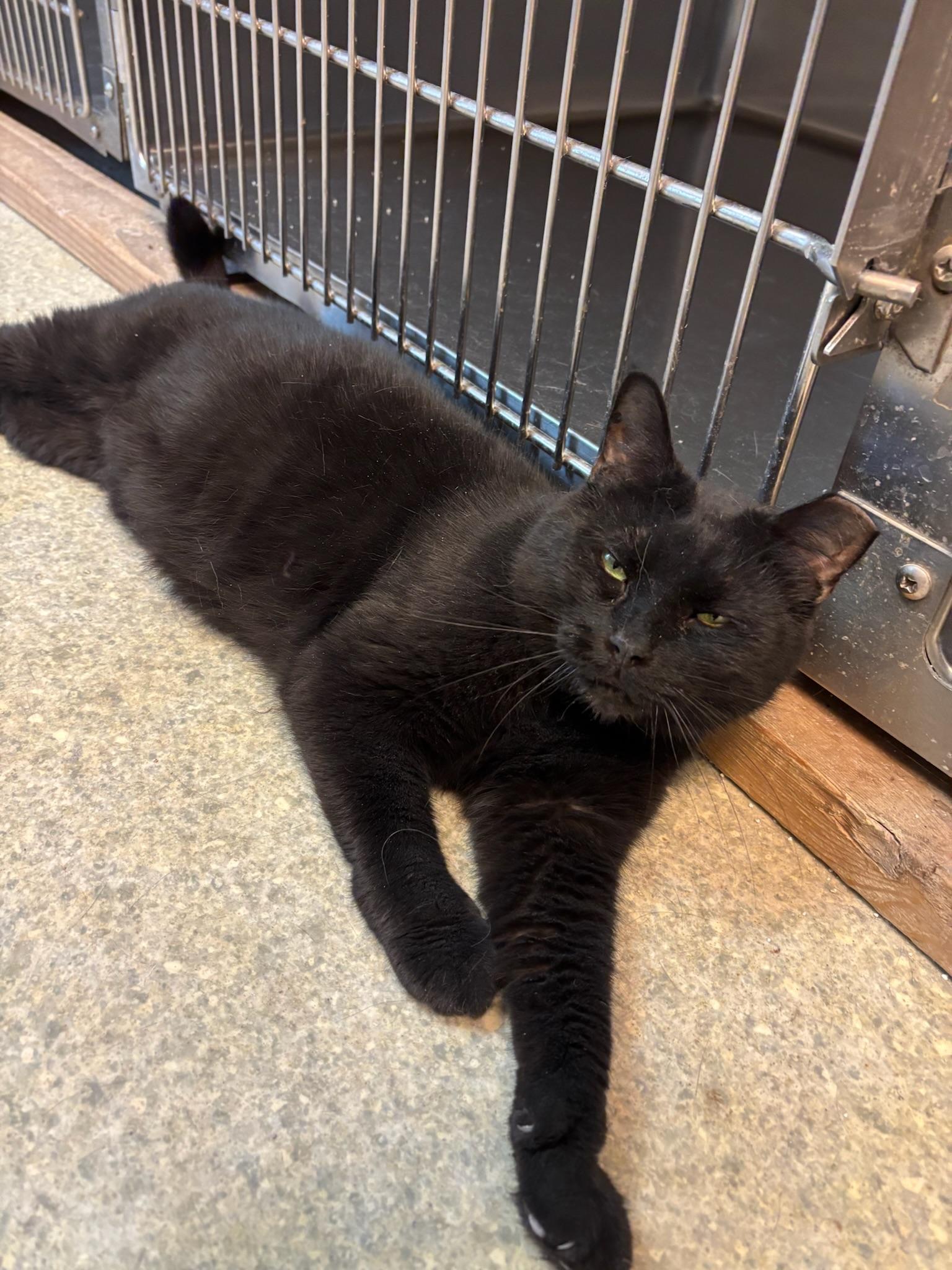 Silky, a Adoptable American Shorthair in Hopewell, VA image 1/3