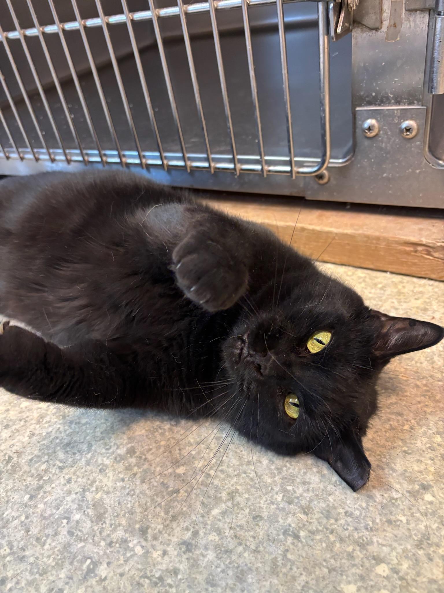 Silky, Adoptable, Young Female American Shorthair.