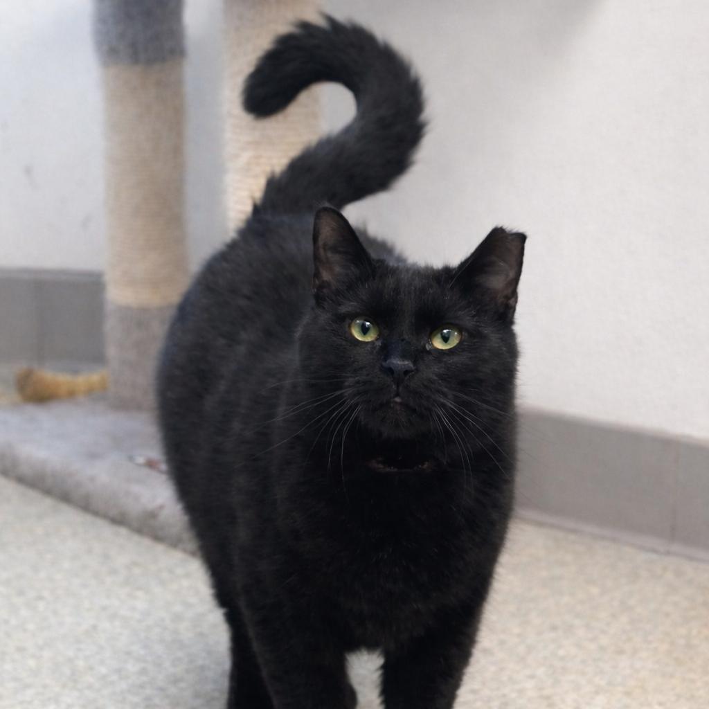 Enlarge Silky, a Adoptable American Shorthair in Hopewell, VA image 4/6