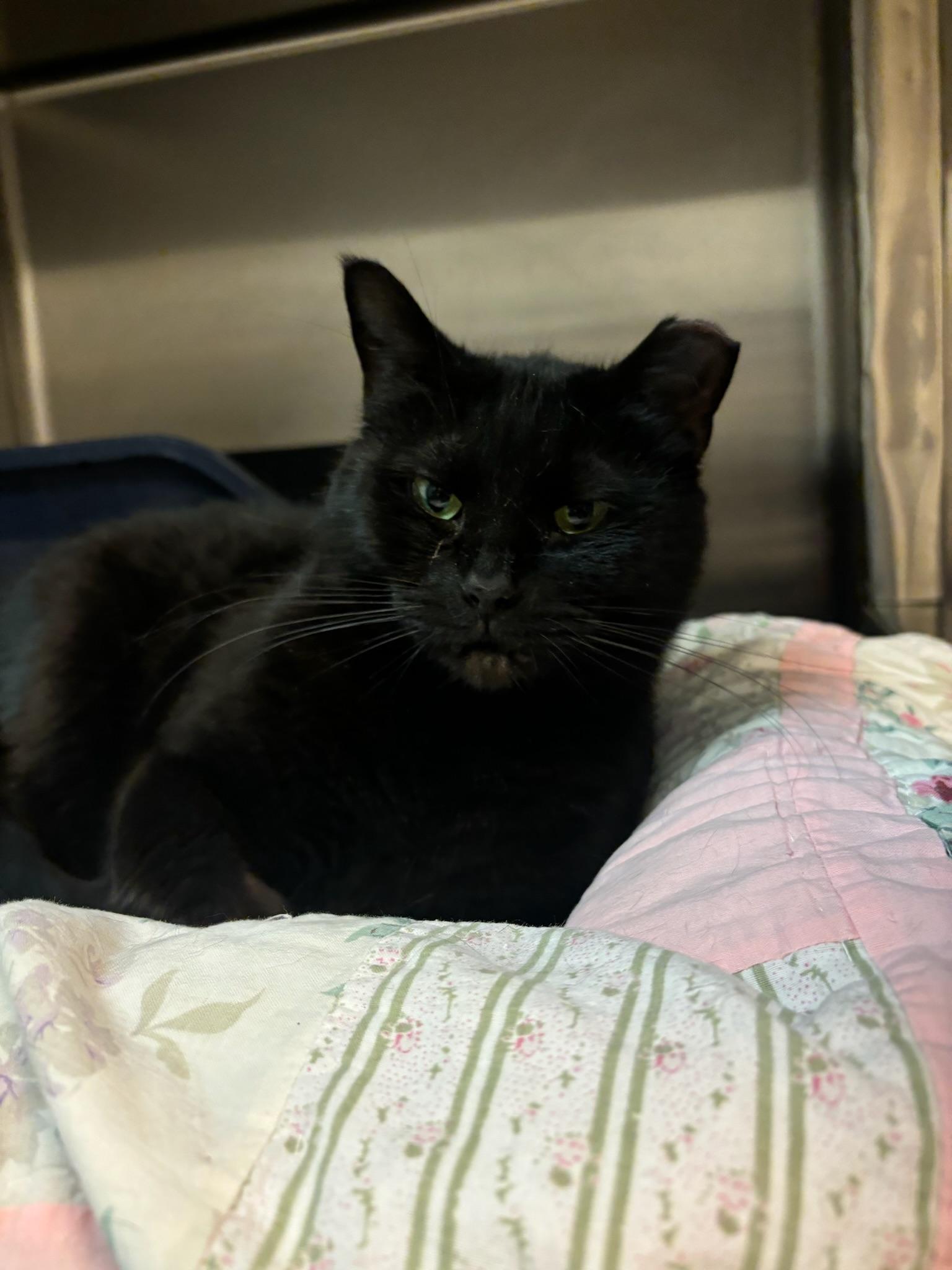 Silky, Adoptable, Young Female American Shorthair.