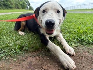 Enlarge Panda, a Adoptable mixed breed in Lafayette, TN image 1/1