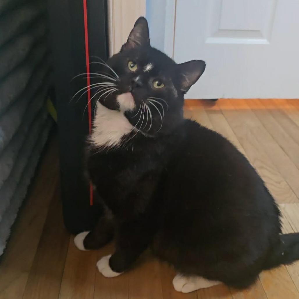 Enlarge Supreme, a Adoptable Domestic Short Hair in Jarrettsville, MD image 1/6