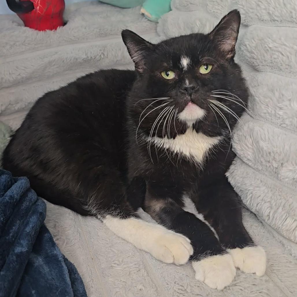 Supreme, a Adoptable Domestic Short Hair in Jarrettsville, MD image 1/6