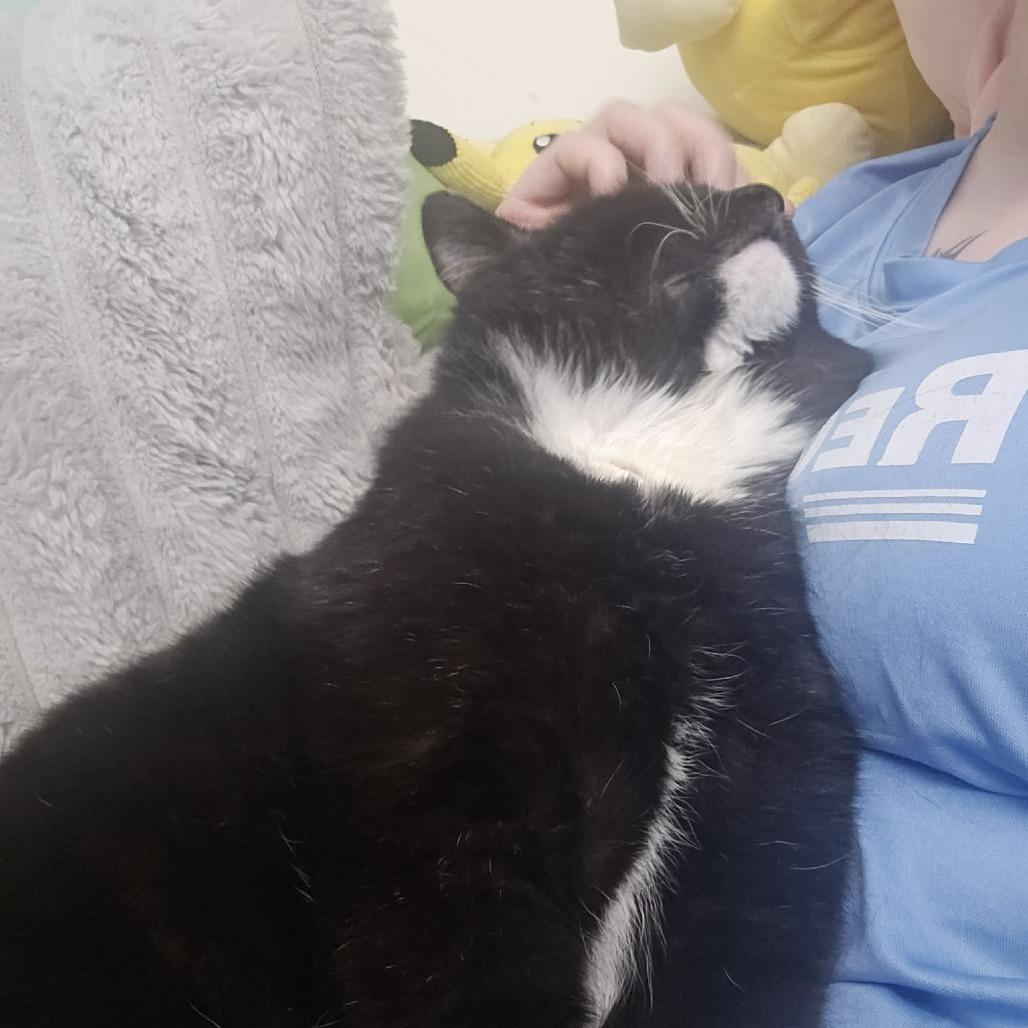 Supreme, a Adoptable Domestic Short Hair in Jarrettsville, MD image 2/6