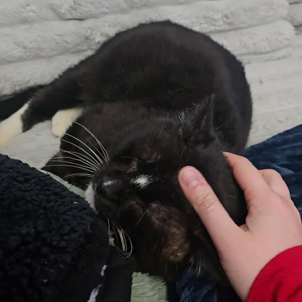 Supreme, a Adoptable Domestic Short Hair in Jarrettsville, MD image 3/6