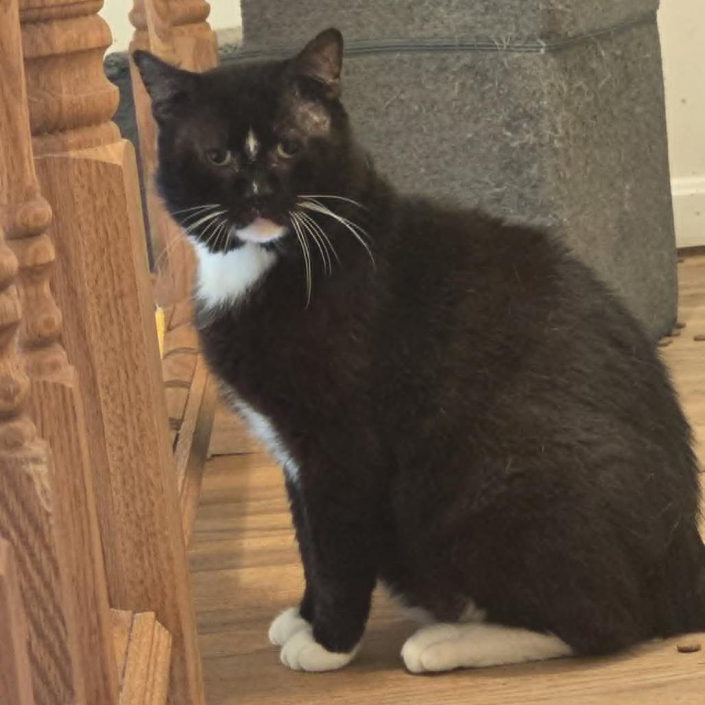 Enlarge Supreme, a Adoptable Domestic Short Hair in Jarrettsville, MD image 4/6