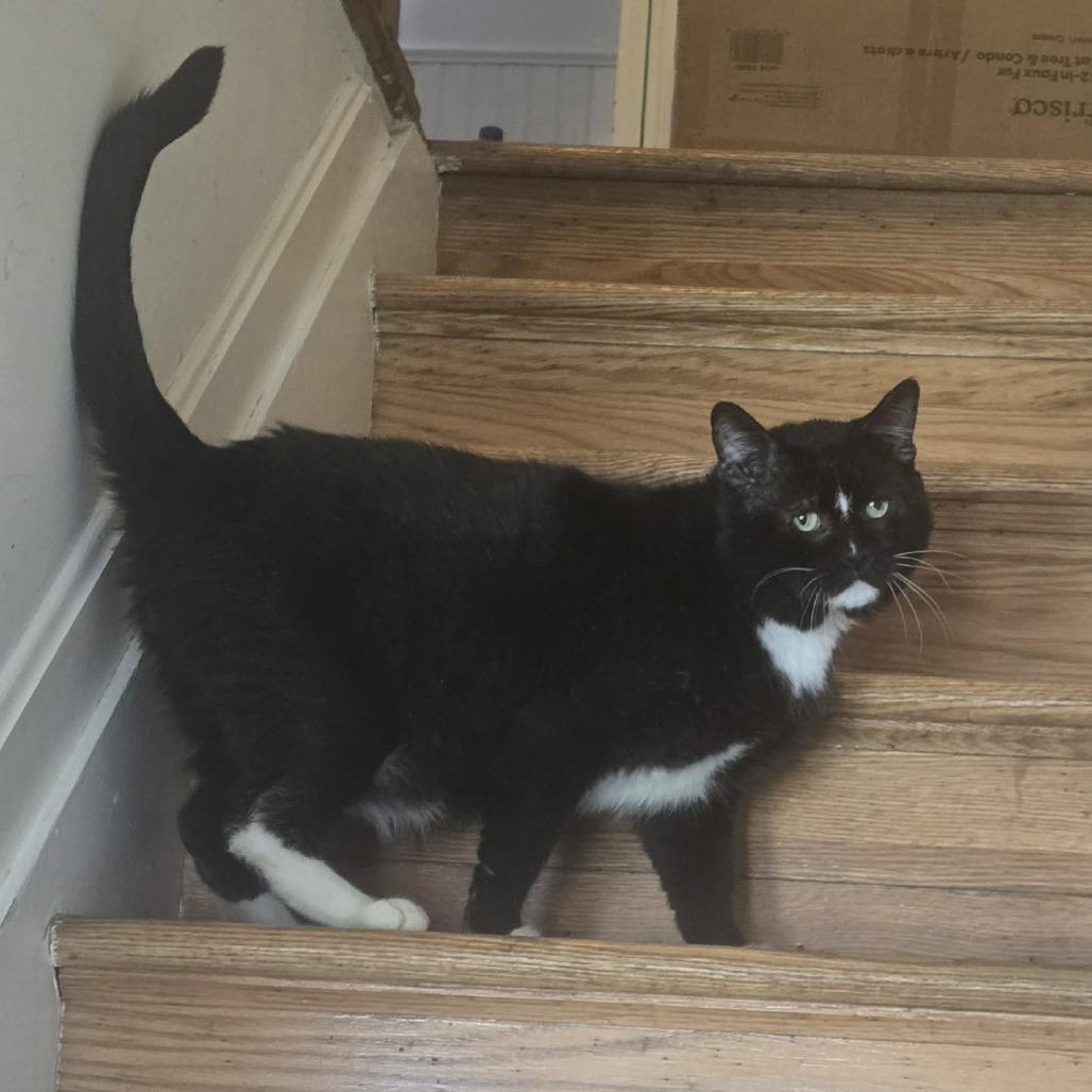 Enlarge Supreme, a Adoptable Domestic Short Hair in Jarrettsville, MD image 5/6