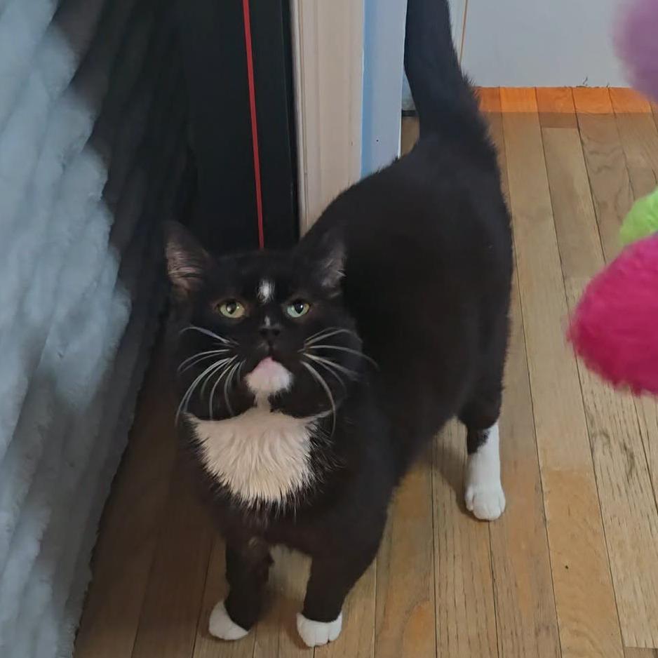 Supreme, a Adoptable Domestic Short Hair in Jarrettsville, MD image 4/6