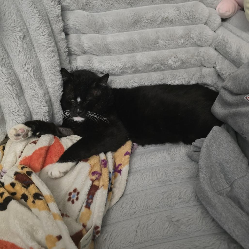 Supreme, a Adoptable Domestic Short Hair in Jarrettsville, MD image 5/6