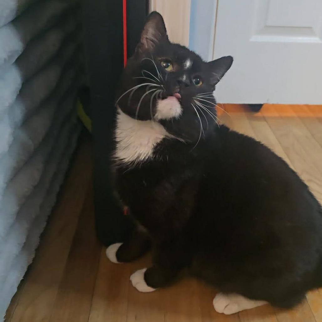 Supreme, a Adoptable Domestic Short Hair in Jarrettsville, MD image 6/6