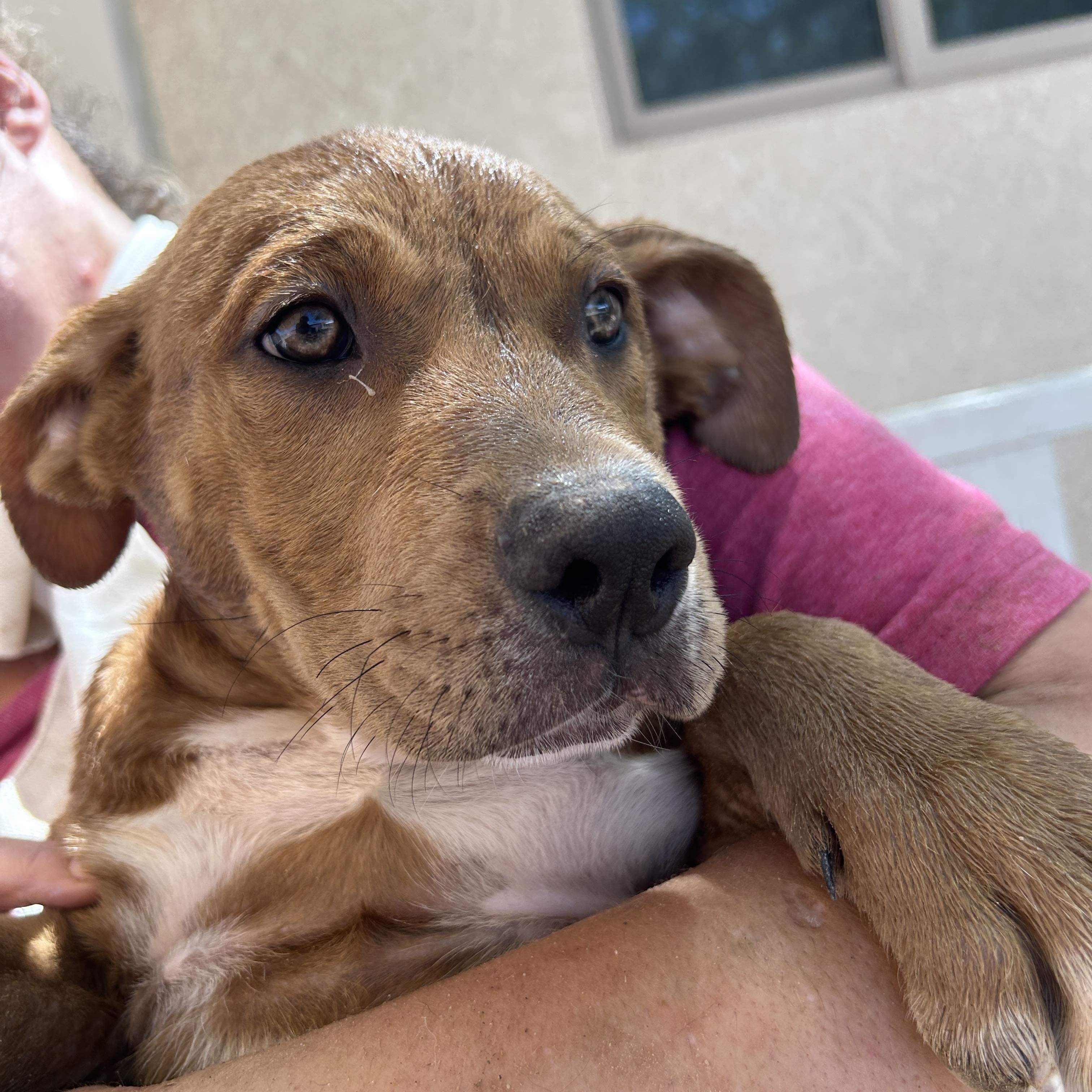 Chucky, an adoptable Mixed Breed in Parker, AZ, 85344 | Photo Image 1