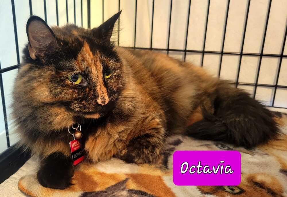 Enlarge Octavia, a Adoptable mixed breed in Jessup, MD image 1/1