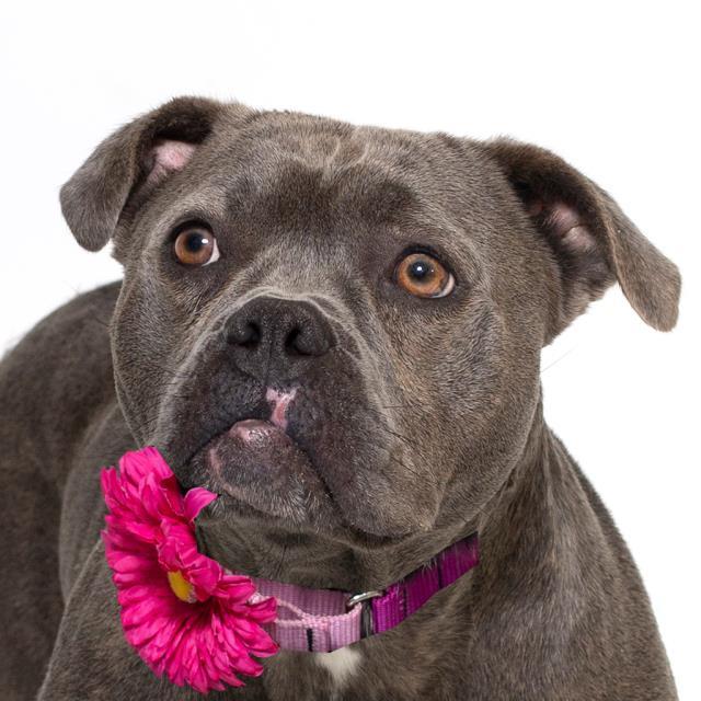 Enlarge THE BRIDE, a Adoptable Pit Bull Terrier in Santa Maria, CA image 1/1
