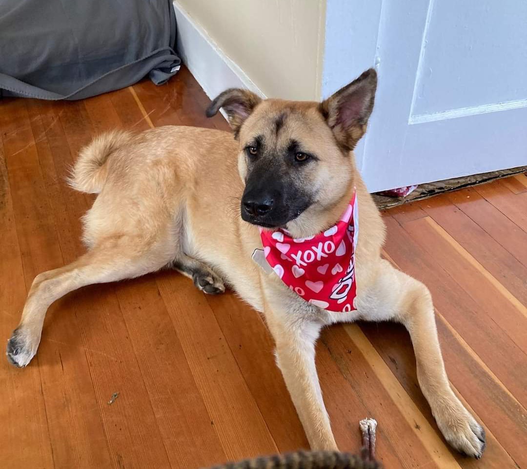 Enlarge Bruno, a Adopted Mastiff in Puyallup, WA image 1/2