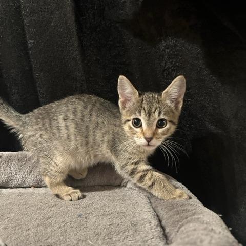 Tuk, Adoptable, Kitten Female Domestic Short Hair.