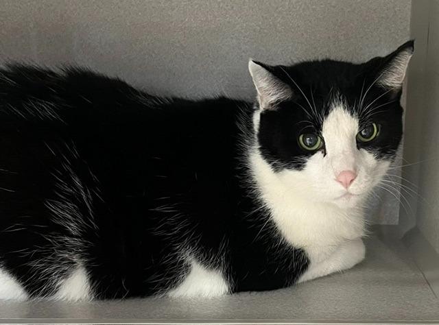 Frank the Tank, adoptable, Senior Male Domestic Short Hair.
