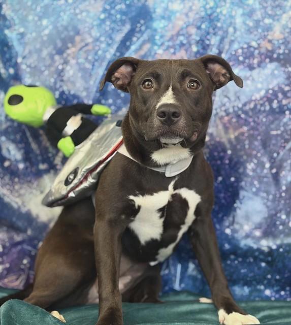 FIZZ, Adoptable, Young Female Pit Bull Terrier.