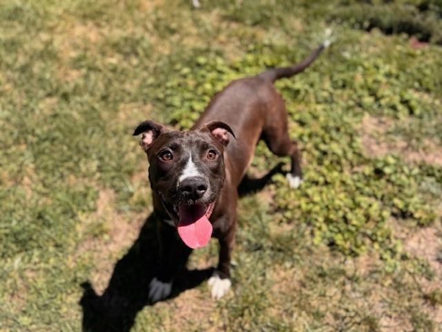 Enlarge FIZZ, a Adoptable Pit Bull Terrier in Fairfield, CA image 1/1