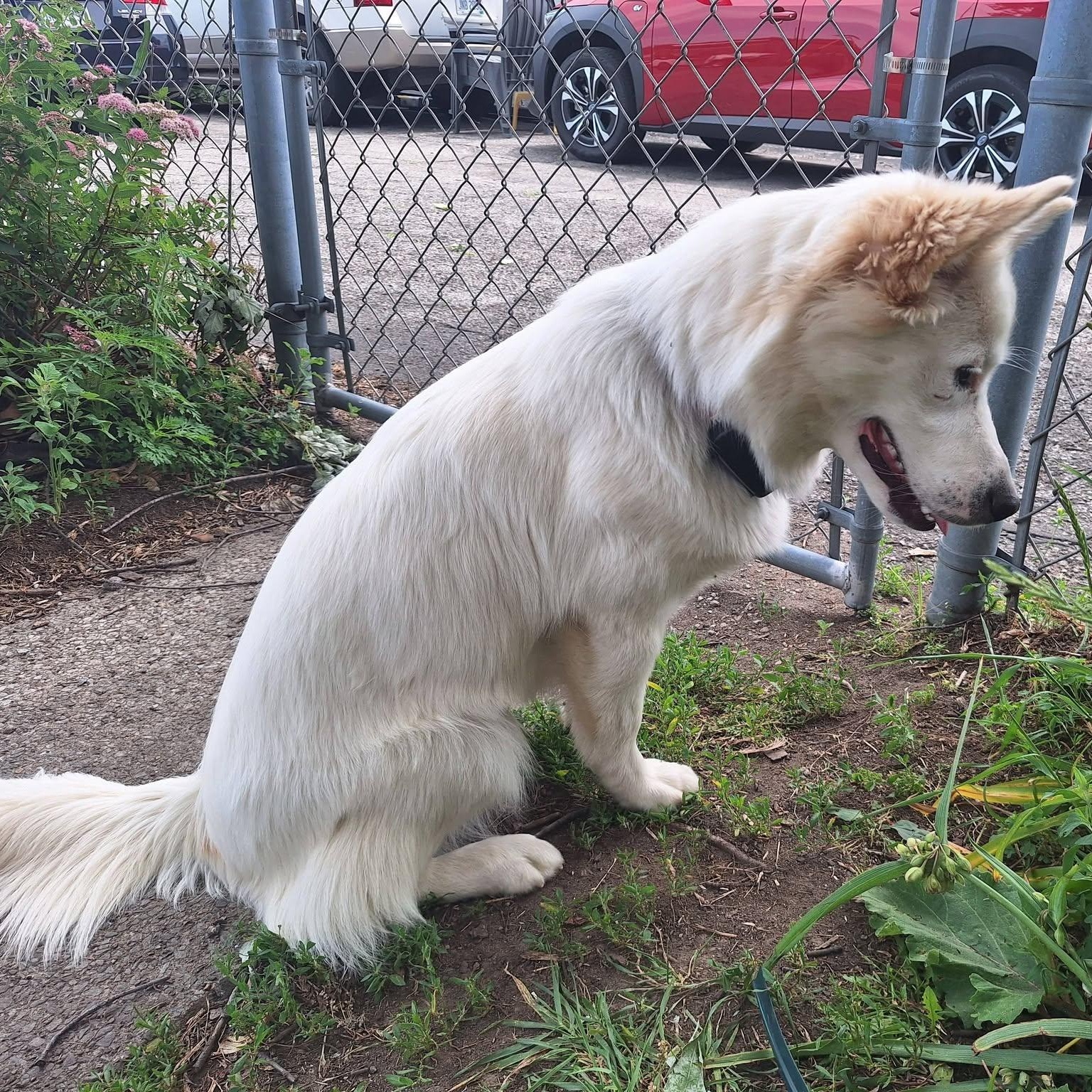 Enlarge Wonder, a ADOPTABLE mixed breed in Grafton, OH image 4/6