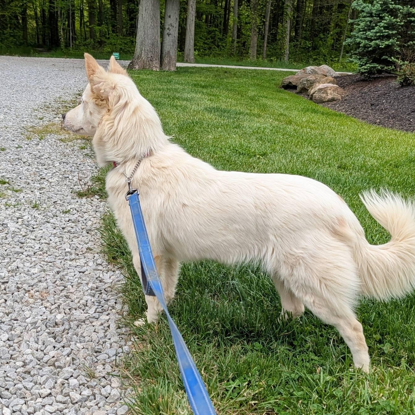 Enlarge Wonder, a ADOPTABLE mixed breed in Grafton, OH image 6/6