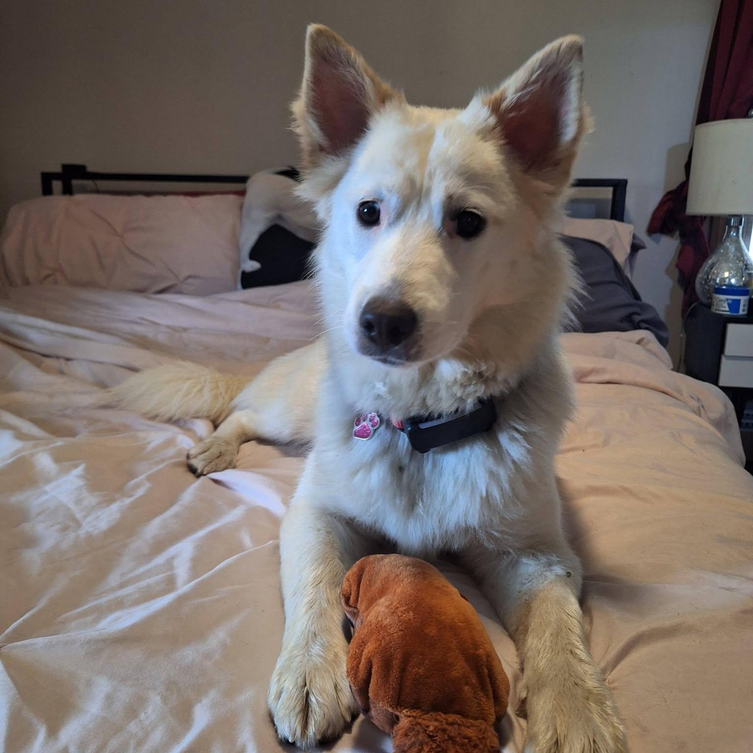 Enlarge Wonder, a ADOPTABLE mixed breed in Grafton, OH image 3/6