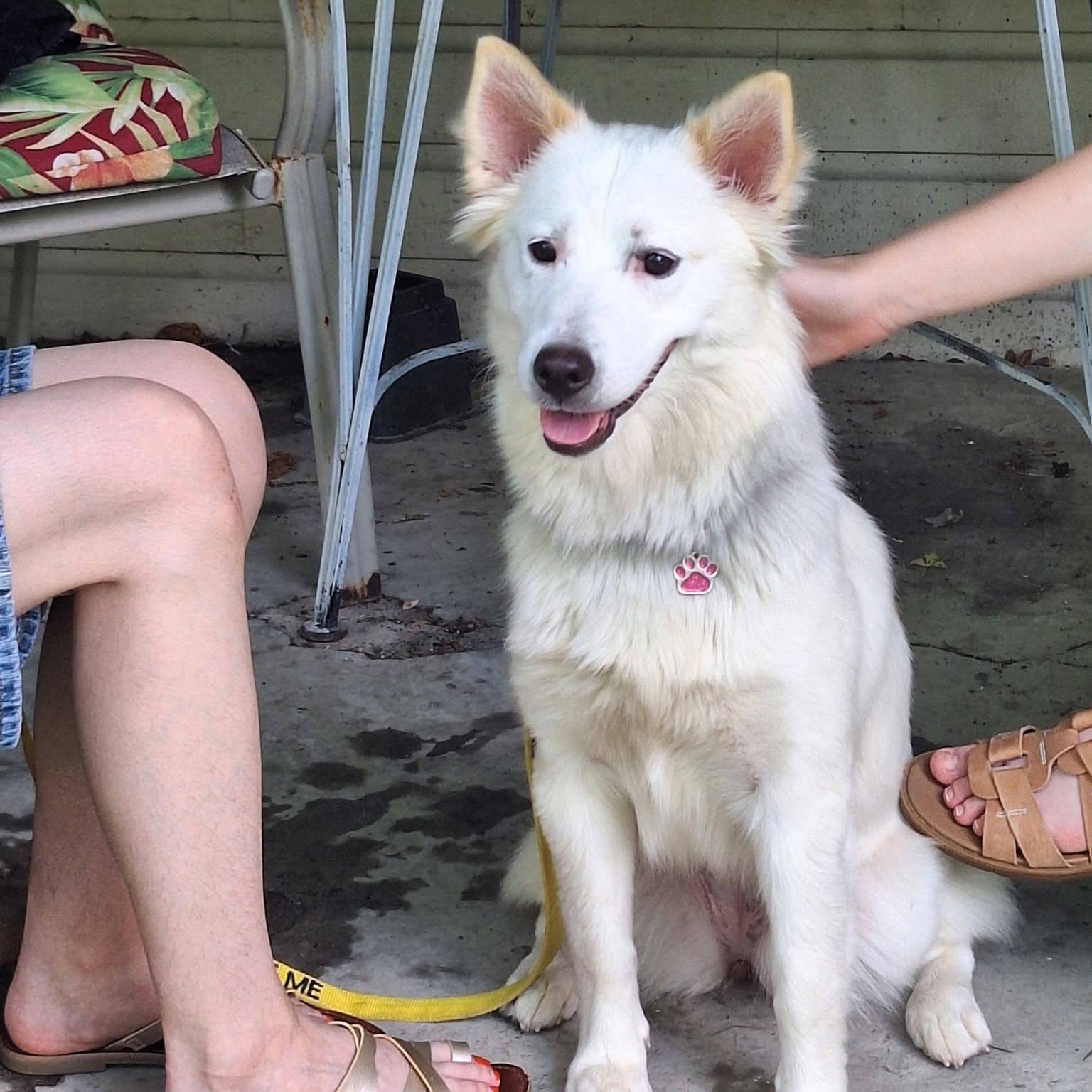 Enlarge Wonder, a ADOPTABLE mixed breed in Grafton, OH image 1/6