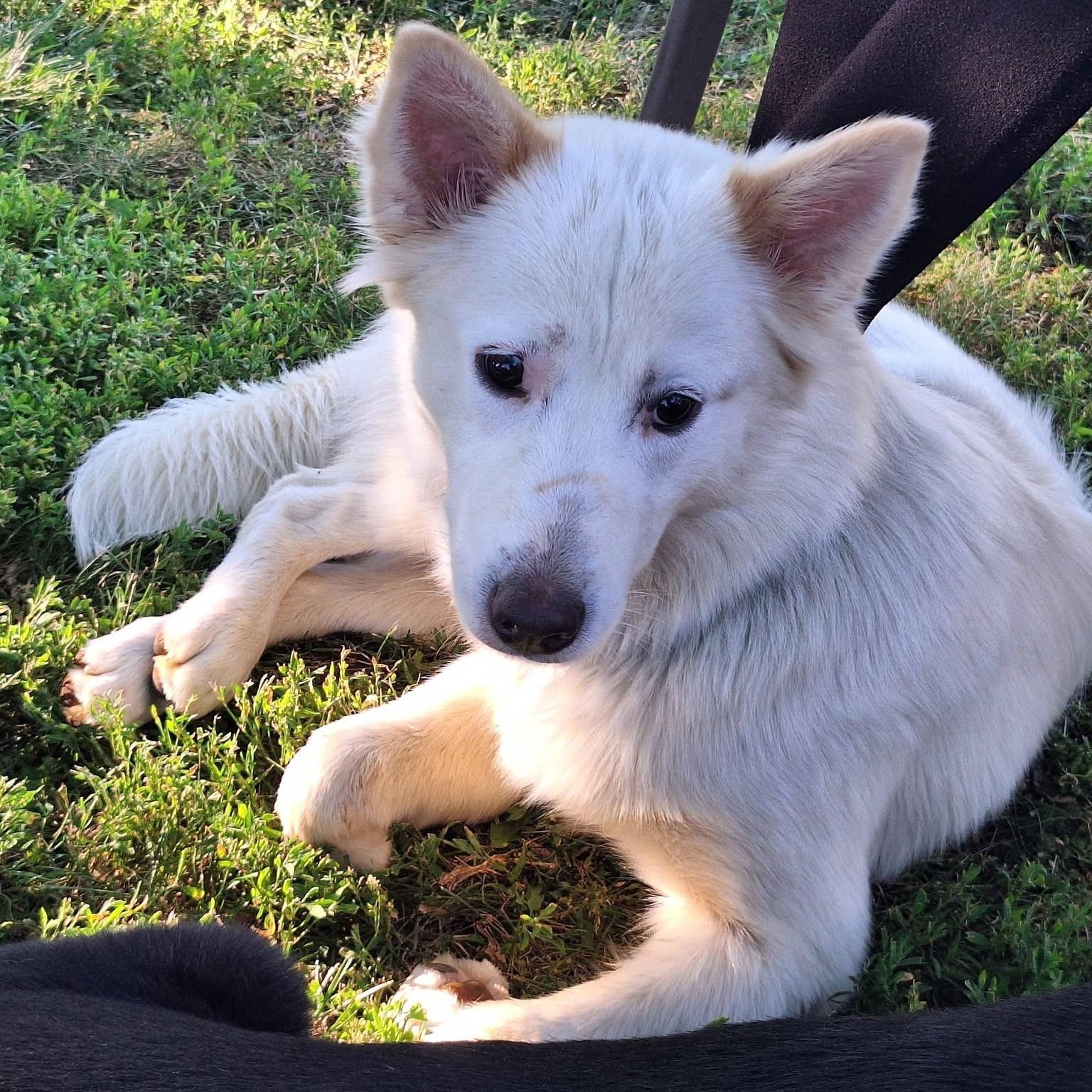 Enlarge Wonder, a ADOPTABLE mixed breed in Grafton, OH image 2/6