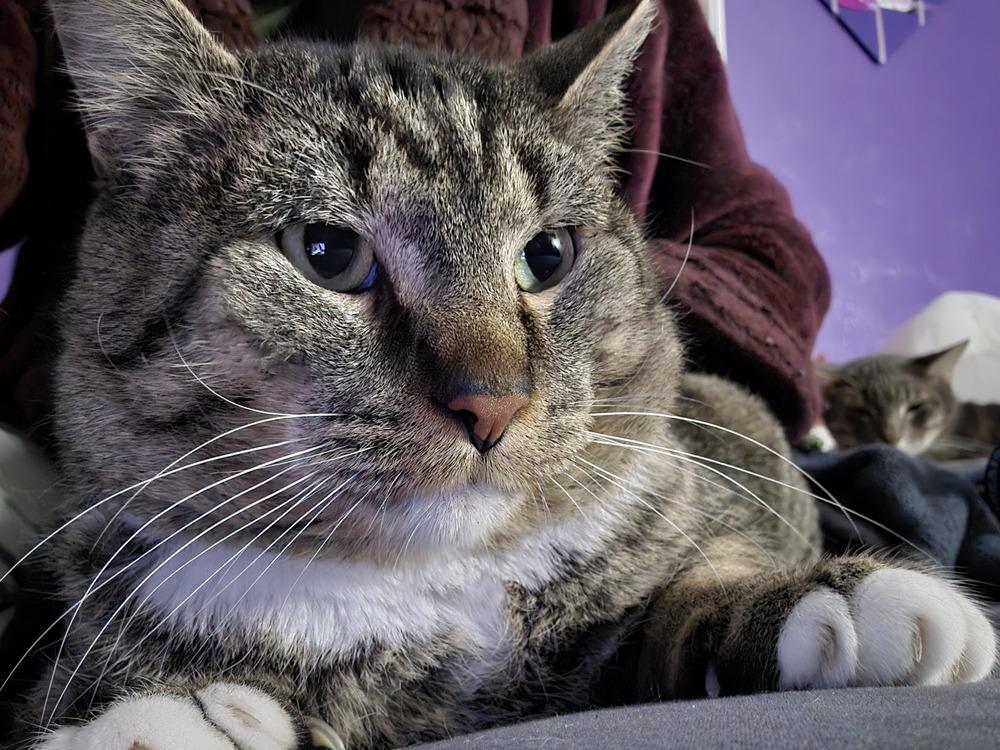 Socks, Adoptable, Adult Male American Shorthair.