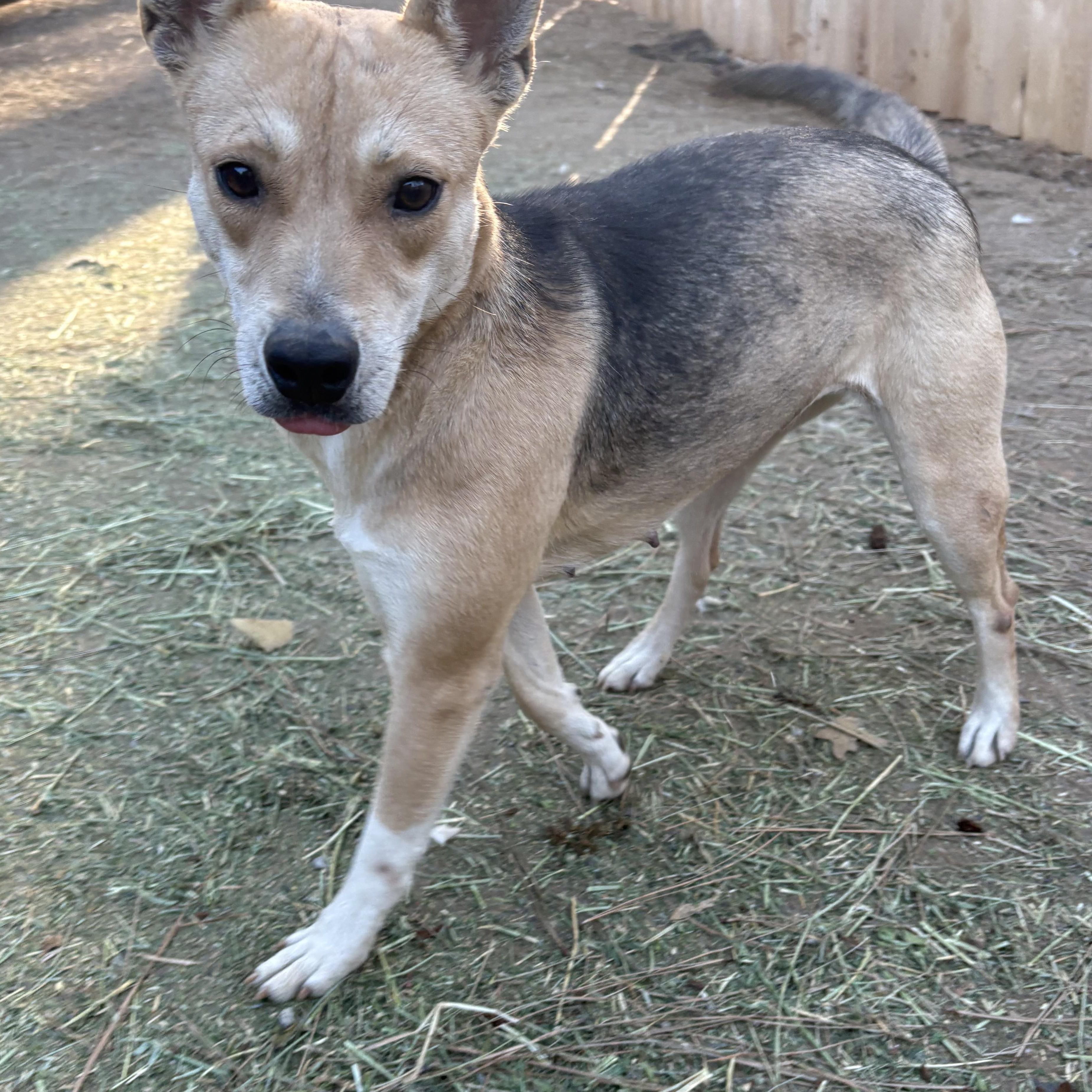 Enlarge Princess , a Adoptable mixed breed in Oakland, CA image 4/6