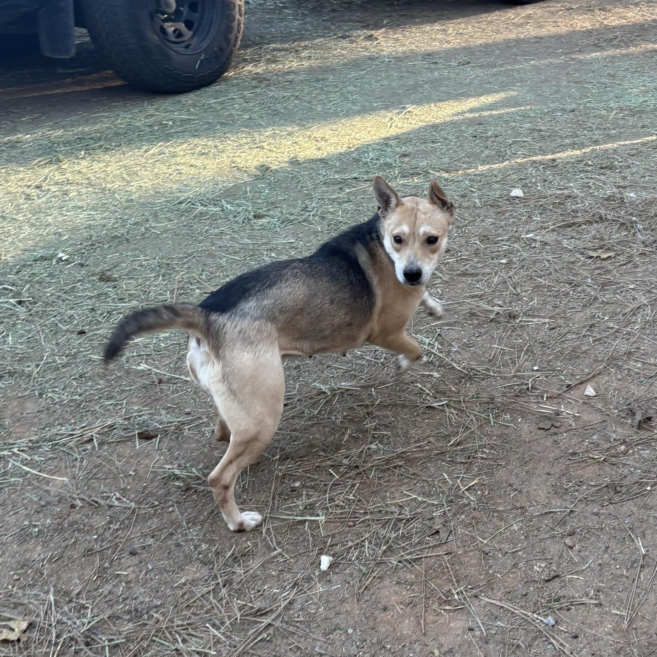 Enlarge Princess , a Adoptable mixed breed in Oakland, CA image 5/6