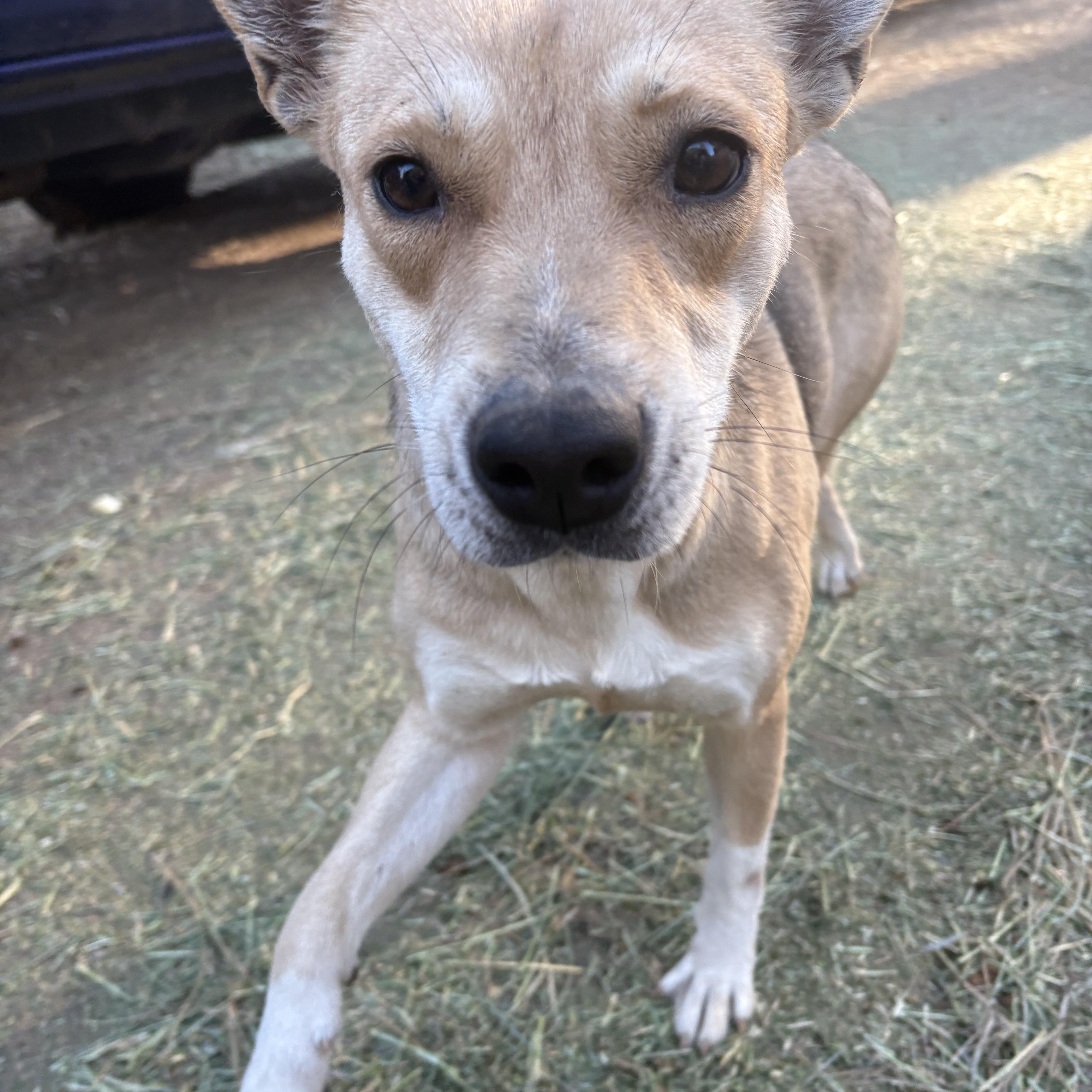 Enlarge Princess , a Adoptable mixed breed in Oakland, CA image 6/6