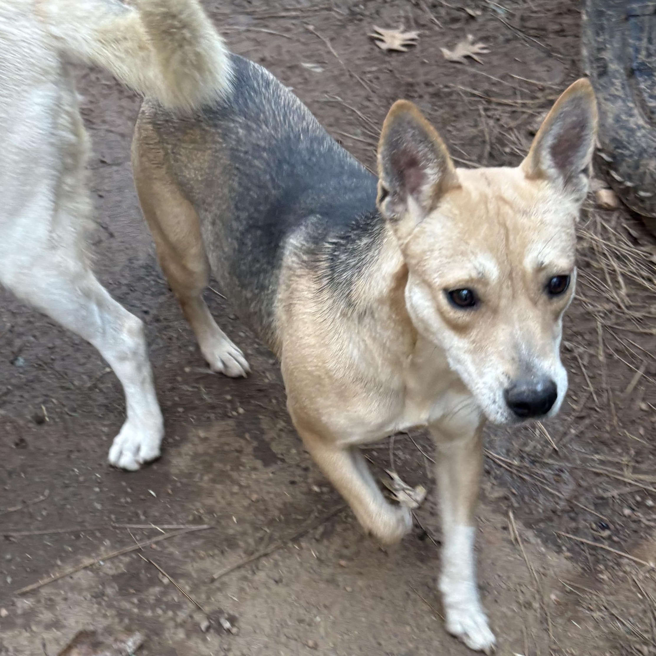 Enlarge Princess , a Adoptable mixed breed in Oakland, CA image 3/6