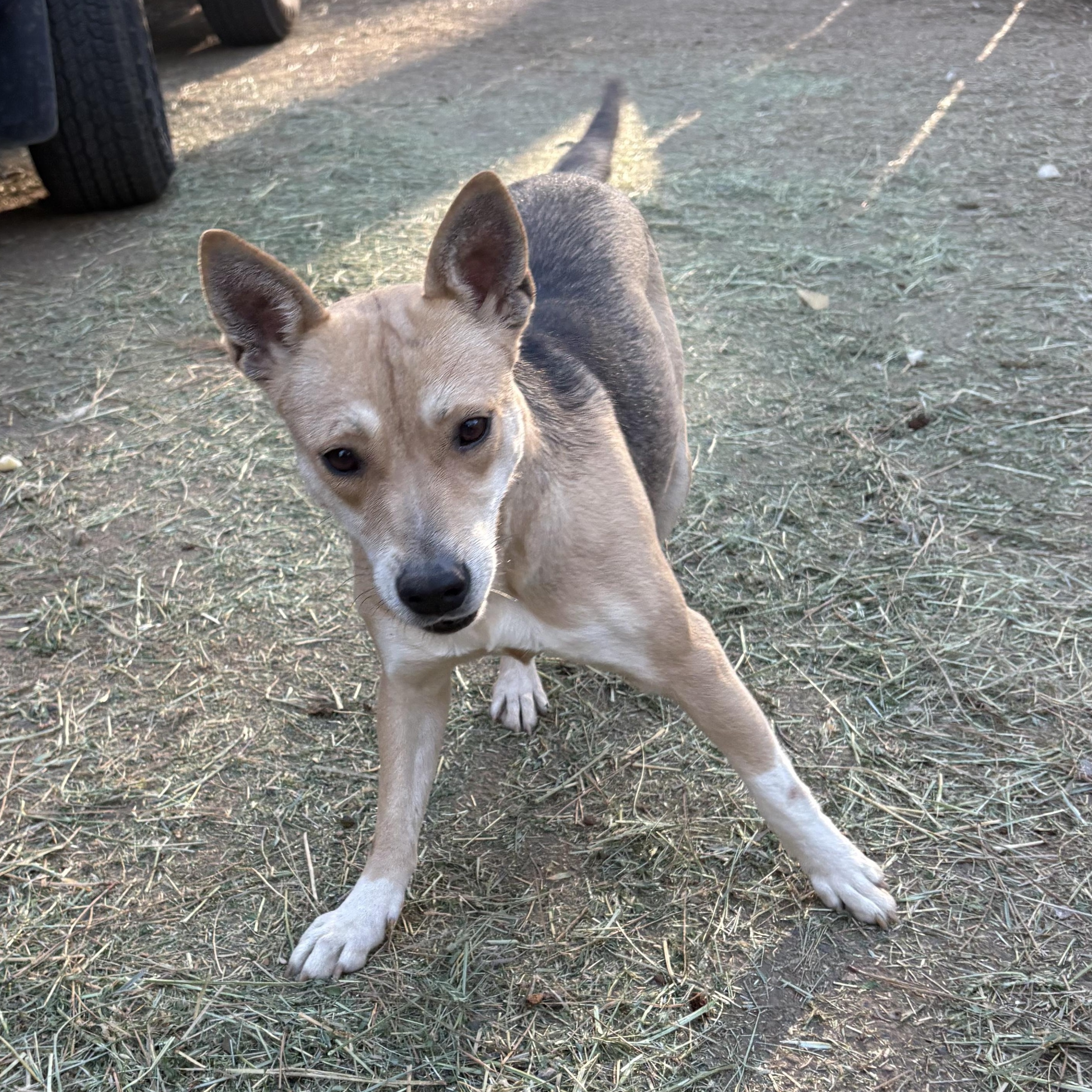 Enlarge Princess , a Adoptable mixed breed in Oakland, CA image 2/6