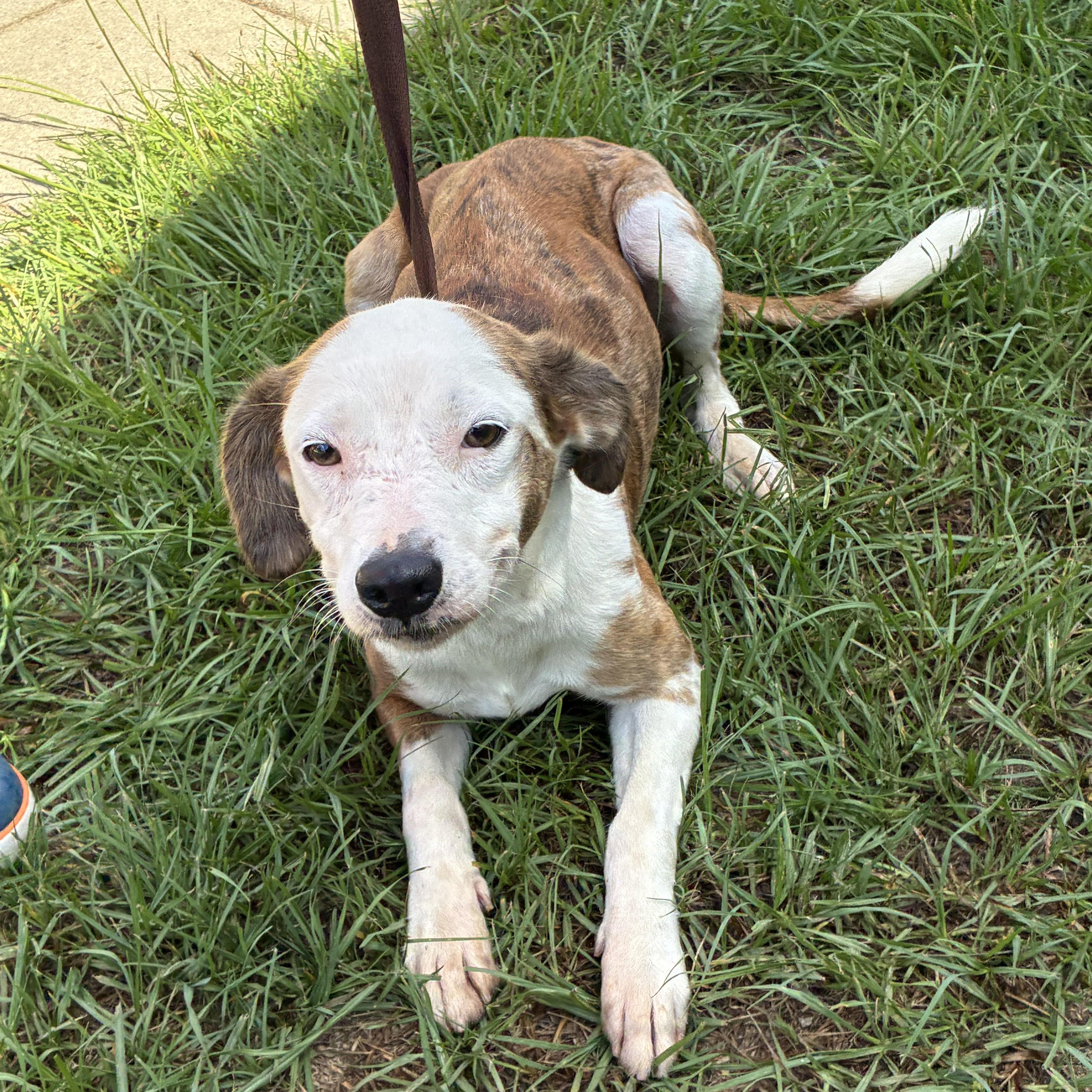 Carrie, adopted, Adult Female Terrier.