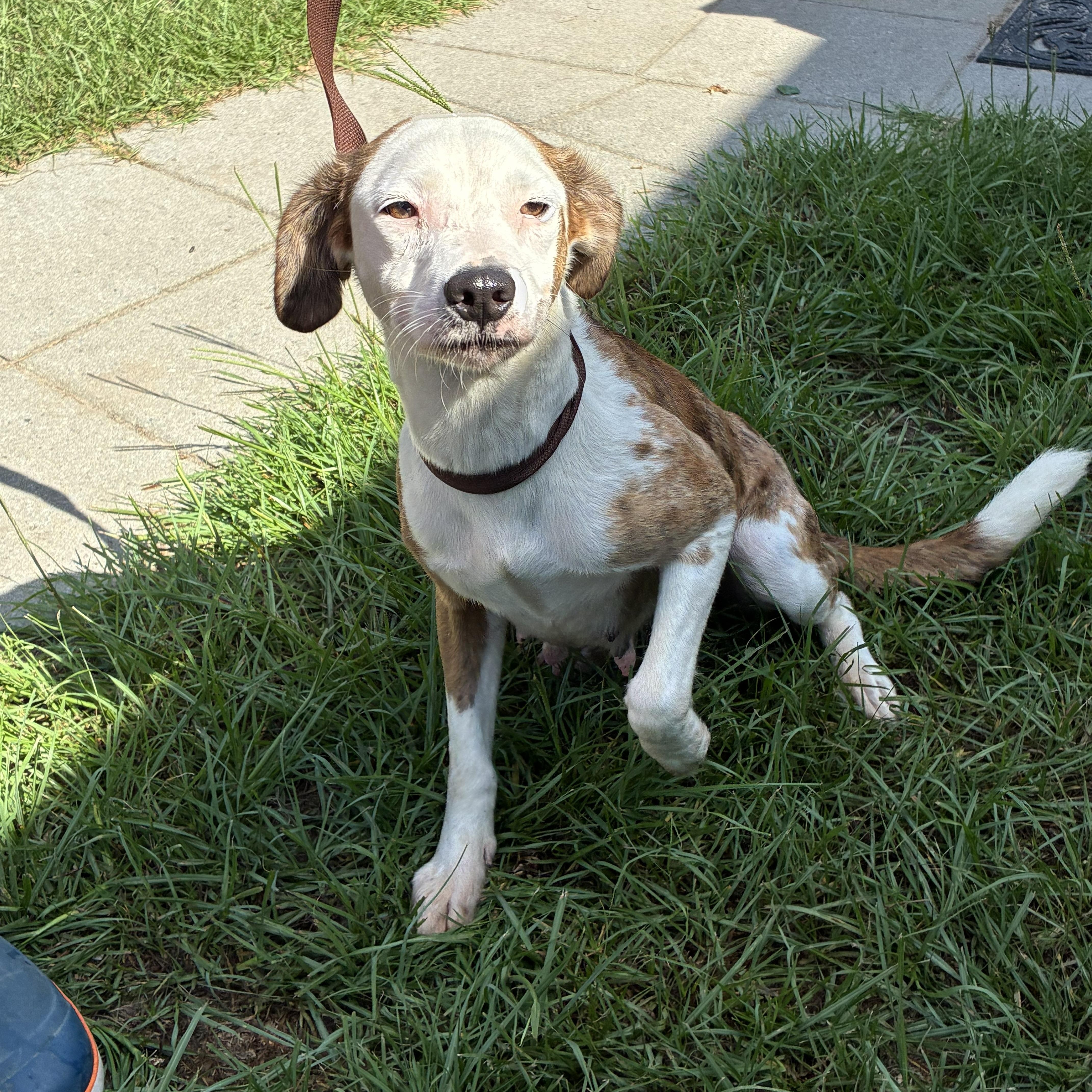 Enlarge Carrie, an adopted mixed breed in Bamberg, SC image 2/2