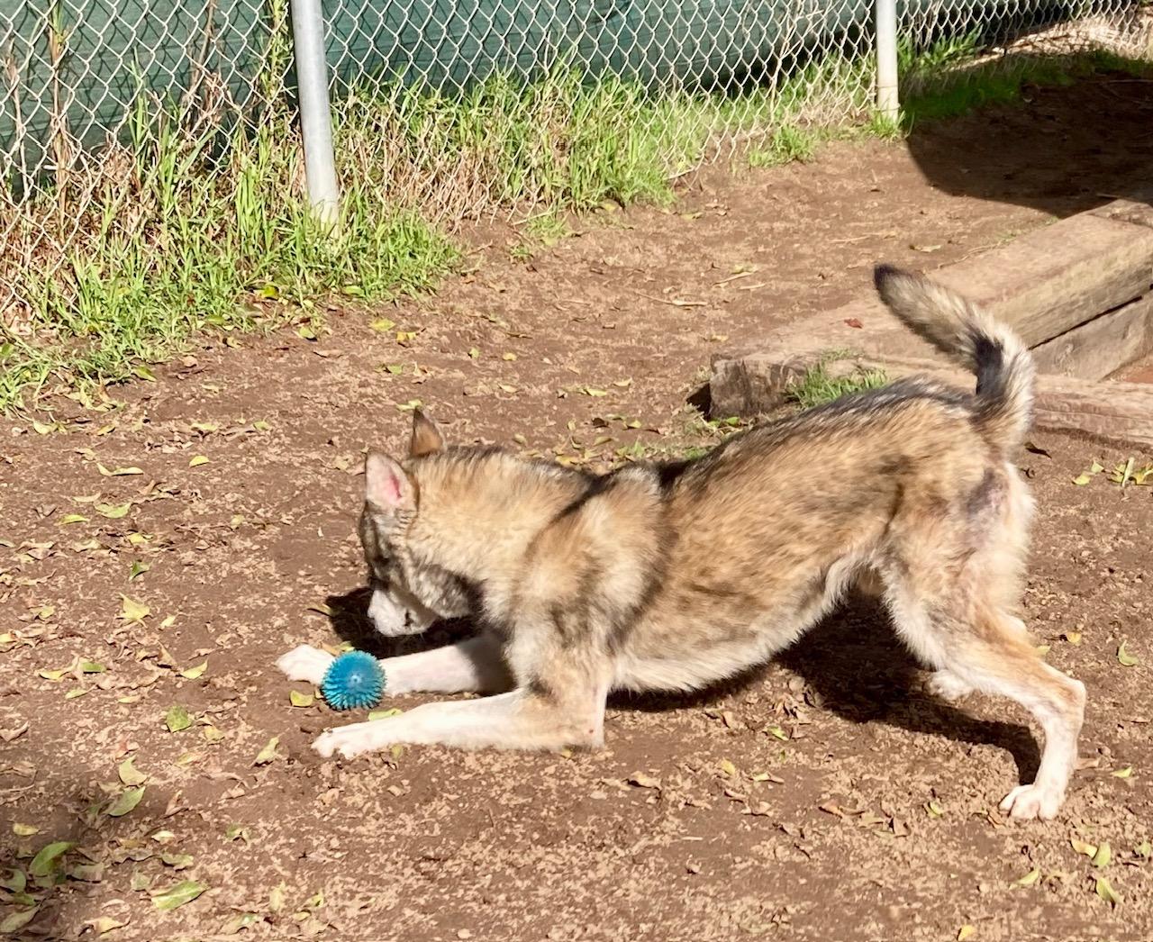 Crisp - Adoptable Pet | Petfinder | Petfinder