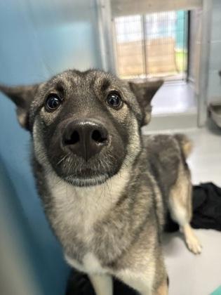 Jingle 1812-25, Adoptable, Young Female Hound & Mixed Breed.